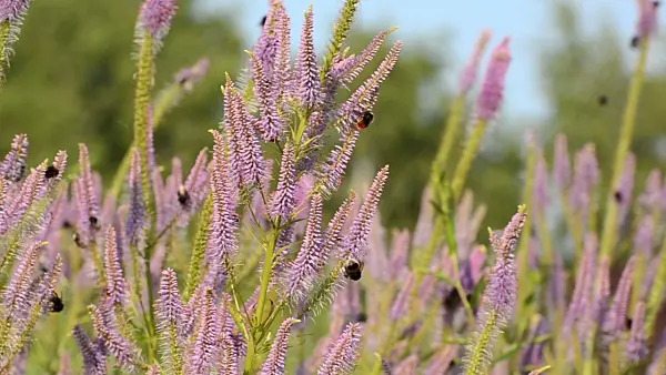 498159 - Black root (Veronicastrum virginicum 'Temptation' syn. Veronica virginica 'Temptation') and bumble bees (Bombus)