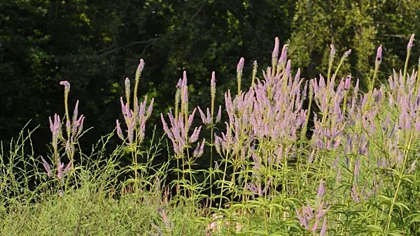 498160 - Black root (Veronicastrum virginicum 'Temptation' syn. Veronica virginica 'Temptation') and bumble bees (Bombus)