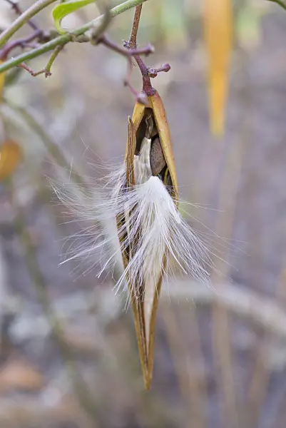 573093 - Black swallowwort (Vincetoxicum nigrum)