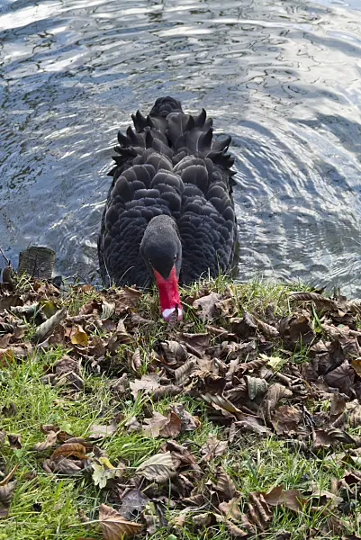 526060 - Black swan (Cygnus atratus)