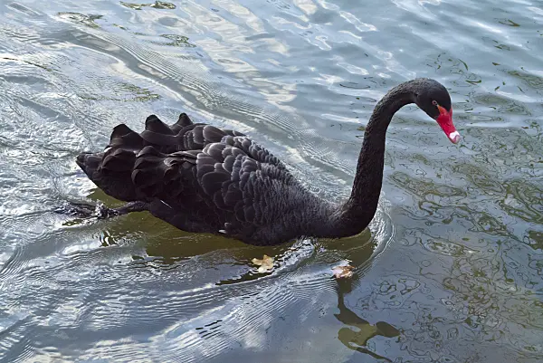 526061 - Black swan (Cygnus atratus)