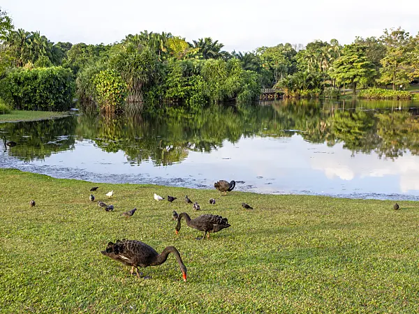 434280 - Black swans (Cygnus atratus) at a tropical lake