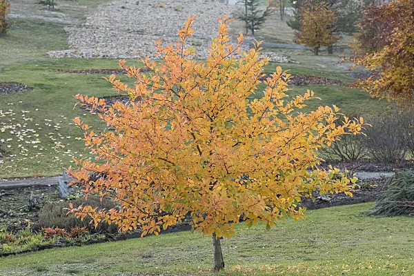 638175 - Black tupelo (Nyssa sylvatica 'Wildfire')