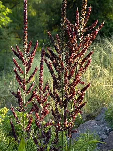 427252 - Black veratrum (Veratrum nigrum)
