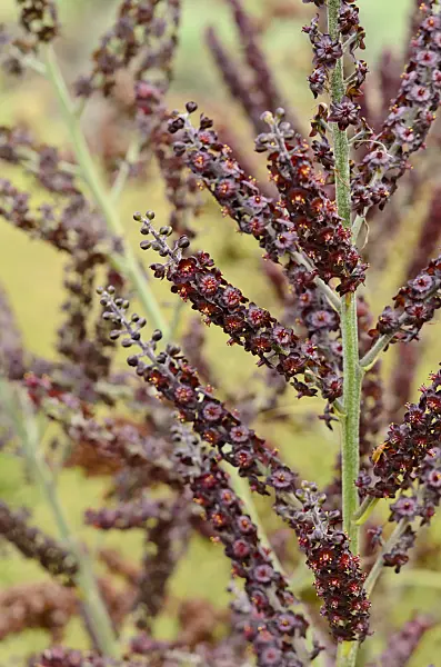 522071 - Black veratrum (Veratrum nigrum)