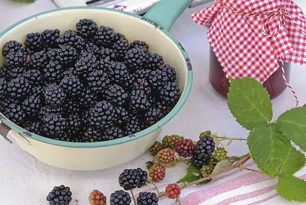 475279 - Blackberries in a colander and a jam jar