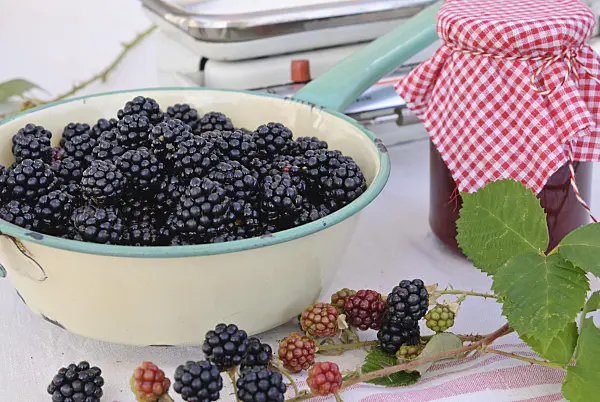 475280 - Blackberries in a colander and a jam jar, in the background a kitchen scales
