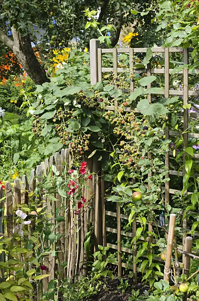 474336 - Blackberry (Rubus fruticosus)