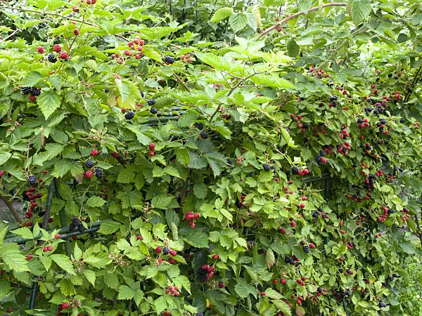 475154 - Blackberry (Rubus fruticosus)