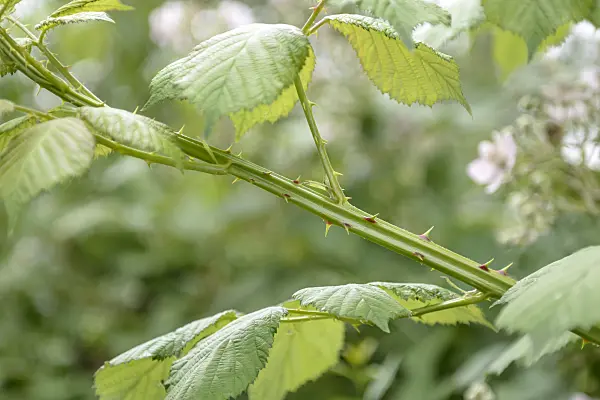 558244 - Blackberry (Rubus fruticosus)