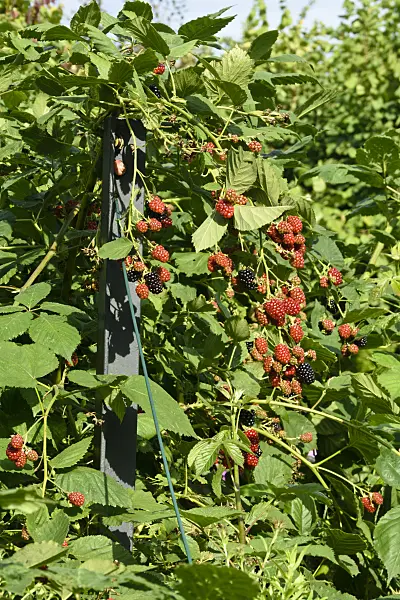 559082 - Blackberry (Rubus fruticosus)