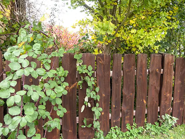513099 - Blackberry (Rubus fruticosus) and ginkgo (Ginkgo biloba) at a wooden fence