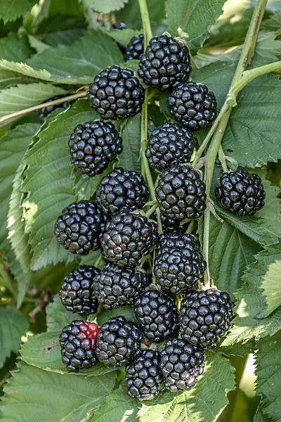 547284 - Blackberry (Rubus fruticosus 'Asterina')