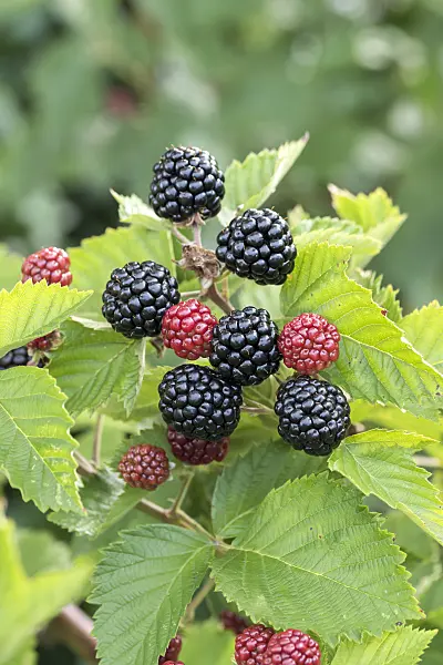 638323 - Blackberry (Rubus fruticosus 'Asterina')
