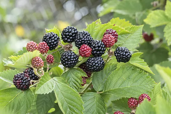 638324 - Blackberry (Rubus fruticosus 'Asterina')
