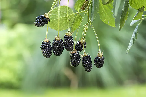616121 - Blackberry (Rubus fruticosus 'Baby Cakes')