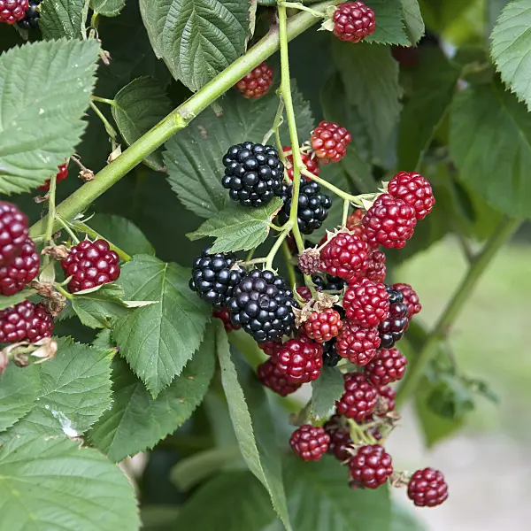 502421 - Blackberry (Rubus fruticosus 'Chester Thornless')