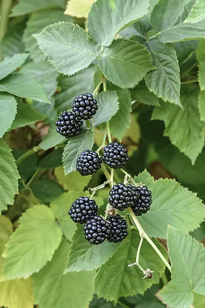 547285 - Blackberry (Rubus fruticosus 'Chester Thornless')