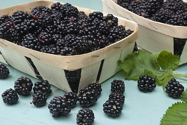 511333 - Blackberry (Rubus fruticosus) in chip baskets