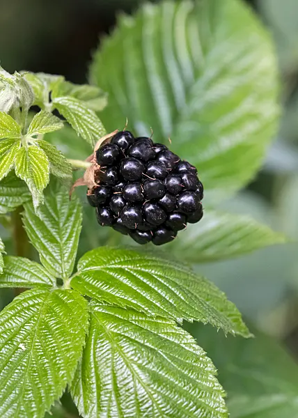 664408 - Blackberry (Rubus fruticosus 'Little Black Prince')