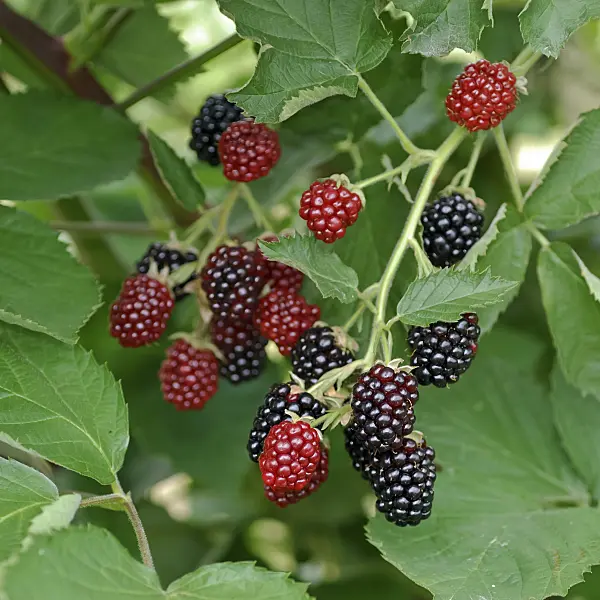 454091 - Blackberry (Rubus fruticosus 'Loch Tay')