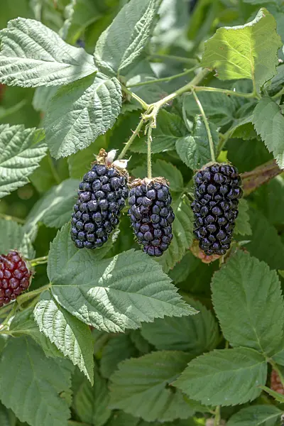 607196 - Blackberry (Rubus fruticosus 'Ollalie')