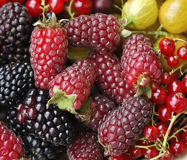 454089 - Blackberry (Rubus fruticosus 'Tayberry') and red currant (Ribes rubrum)