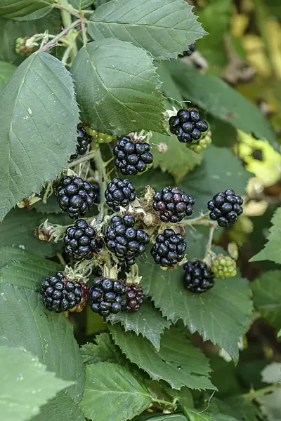 547287 - Blackberry (Rubus fruticosus 'Theodor Reimers')