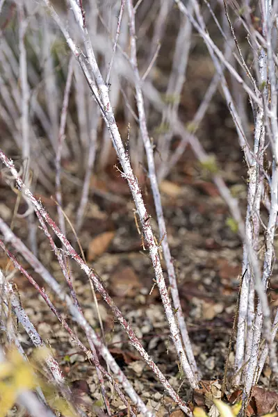 625363 - Blackberry (Rubus thibetanus 'Silver Fern')