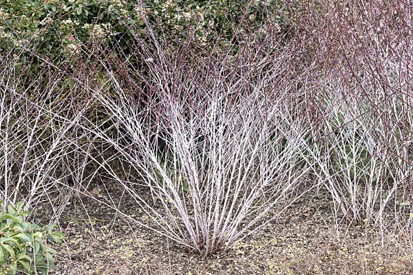 625364 - Blackberry (Rubus thibetanus 'Silver Fern')