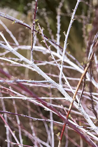 625365 - Blackberry (Rubus thibetanus 'Silver Fern')