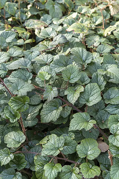 625366 - Blackberry (Rubus tricolor)