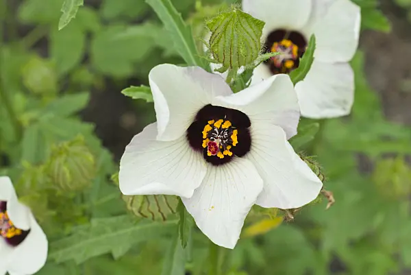 559028 - Bladder hibiscus (Hibiscus trionum)