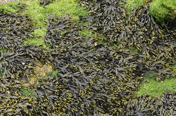 533389 - Bladder wrack (Fucus vesiculosus)