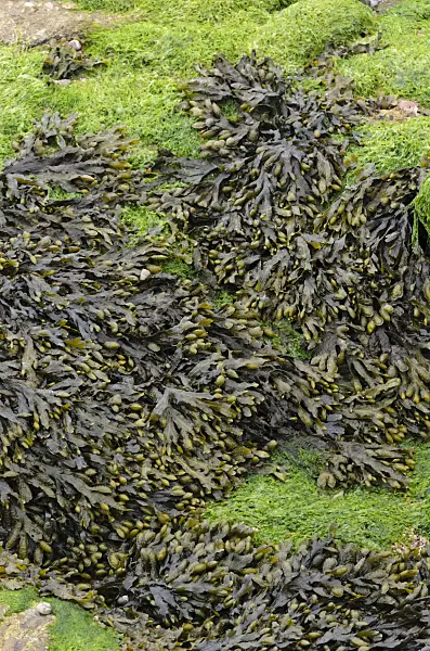 533390 - Bladder wrack (Fucus vesiculosus)