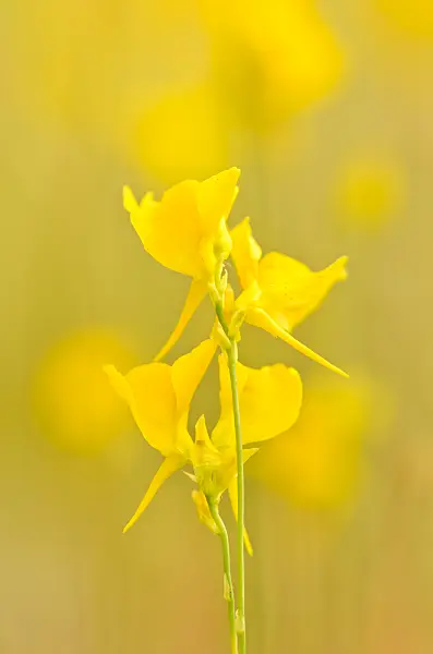 547342 - Bladderwort (Utricularia cornuta)