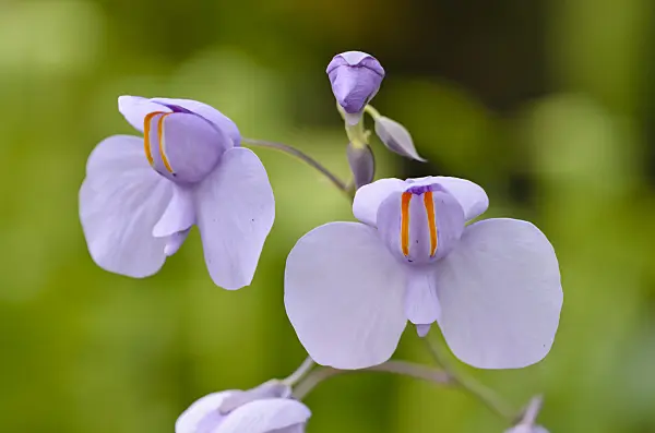 533464 - Bladderwort (Utricularia reniformis)