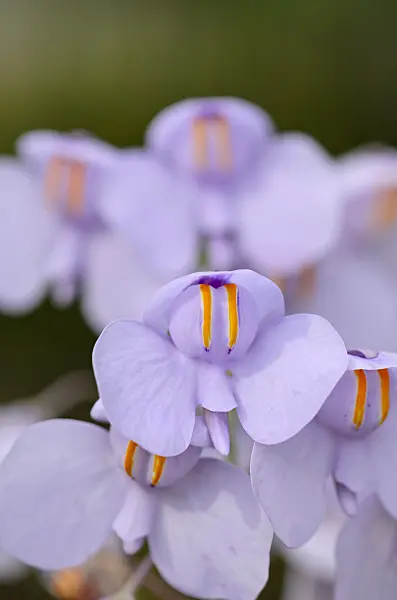 533465 - Bladderwort (Utricularia reniformis)