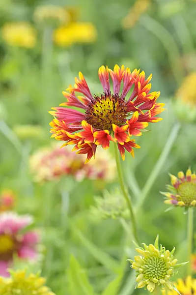 487088 - Blanket flower (Gaillardia)