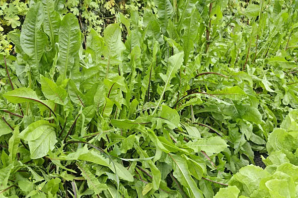 487255 - Blattchicorée (Cichorium intybus 'Red Rib')
