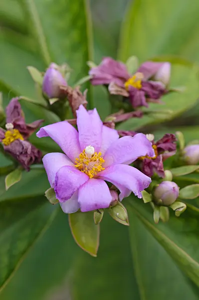 478100 - Blattkaktus (Pereskia grandifolia)
