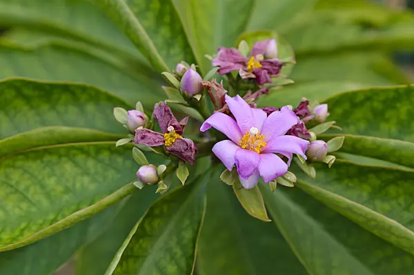 478101 - Blattkaktus (Pereskia grandifolia)
