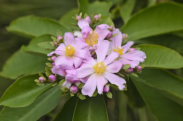 548017 - Blattkaktus (Pereskia grandifolia)