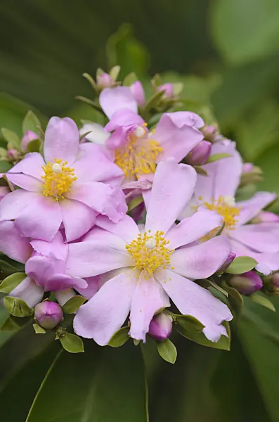 548018 - Blattkaktus (Pereskia grandifolia)