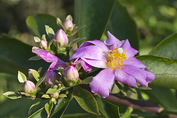 549185 - Blattkaktus (Pereskia grandifolia)