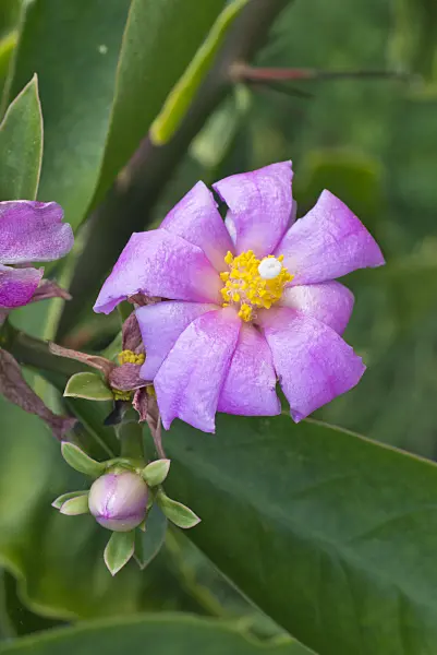 550006 - Blattkaktus (Pereskia grandifolia)