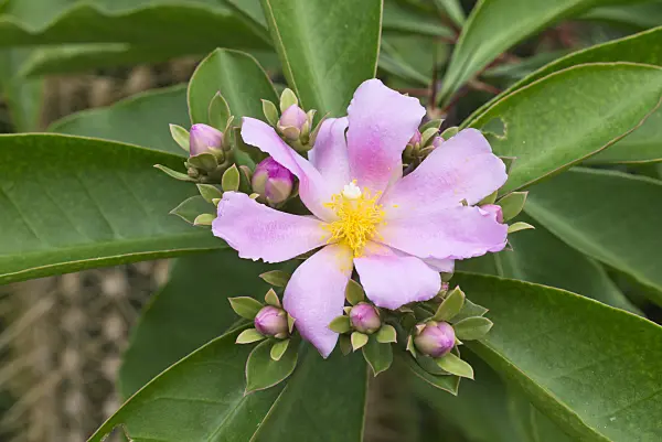 559152 - Blattkaktus (Pereskia grandifolia)