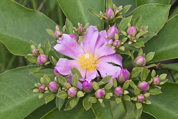 573082 - Blattkaktus (Pereskia grandifolia)