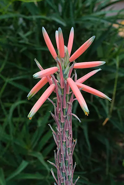 672003 - Blattreiche Aloe (Aloe suprafoliata)