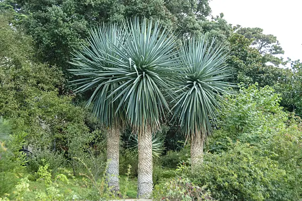 593222 - Blaublättrige Palmlilie (Yucca rostrata)